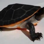 Pink Belly Sideneck Turtle