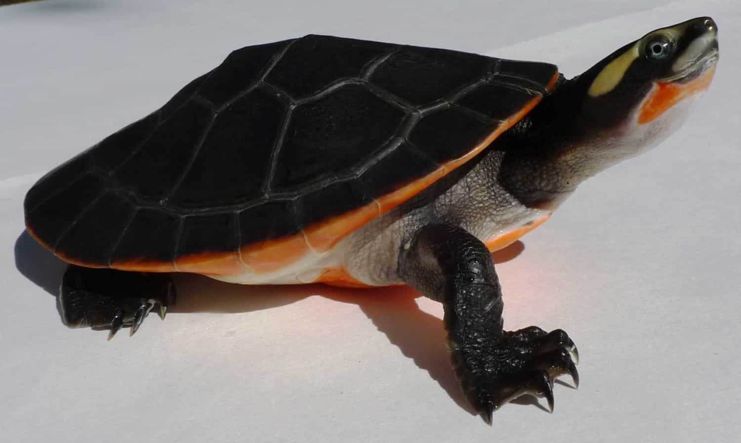 Pink Belly Sideneck Turtle