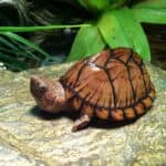 Razor-Backed Musk Turtle