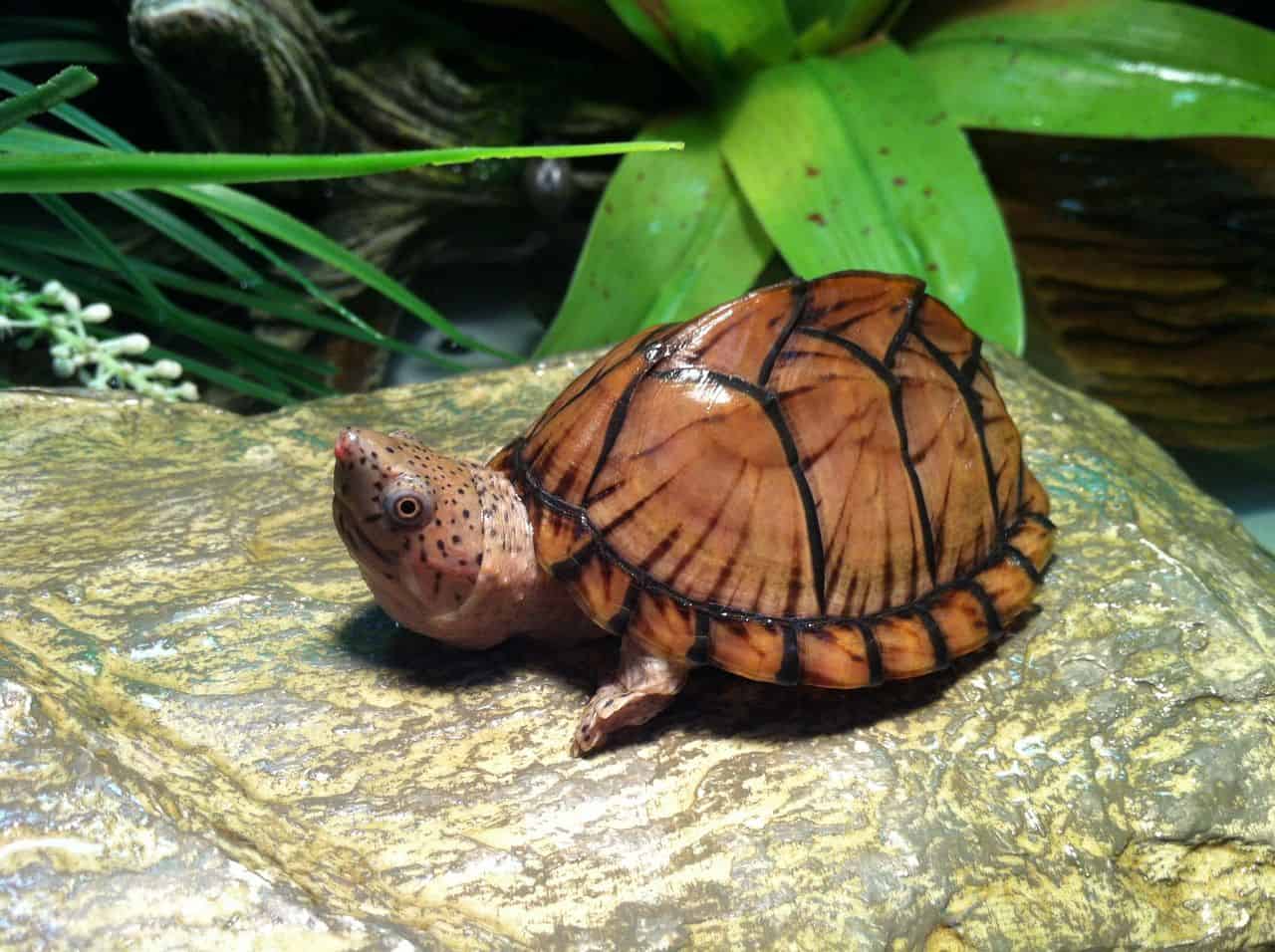 Razor-Backed Musk Turtle