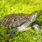 Red-Eared Slider