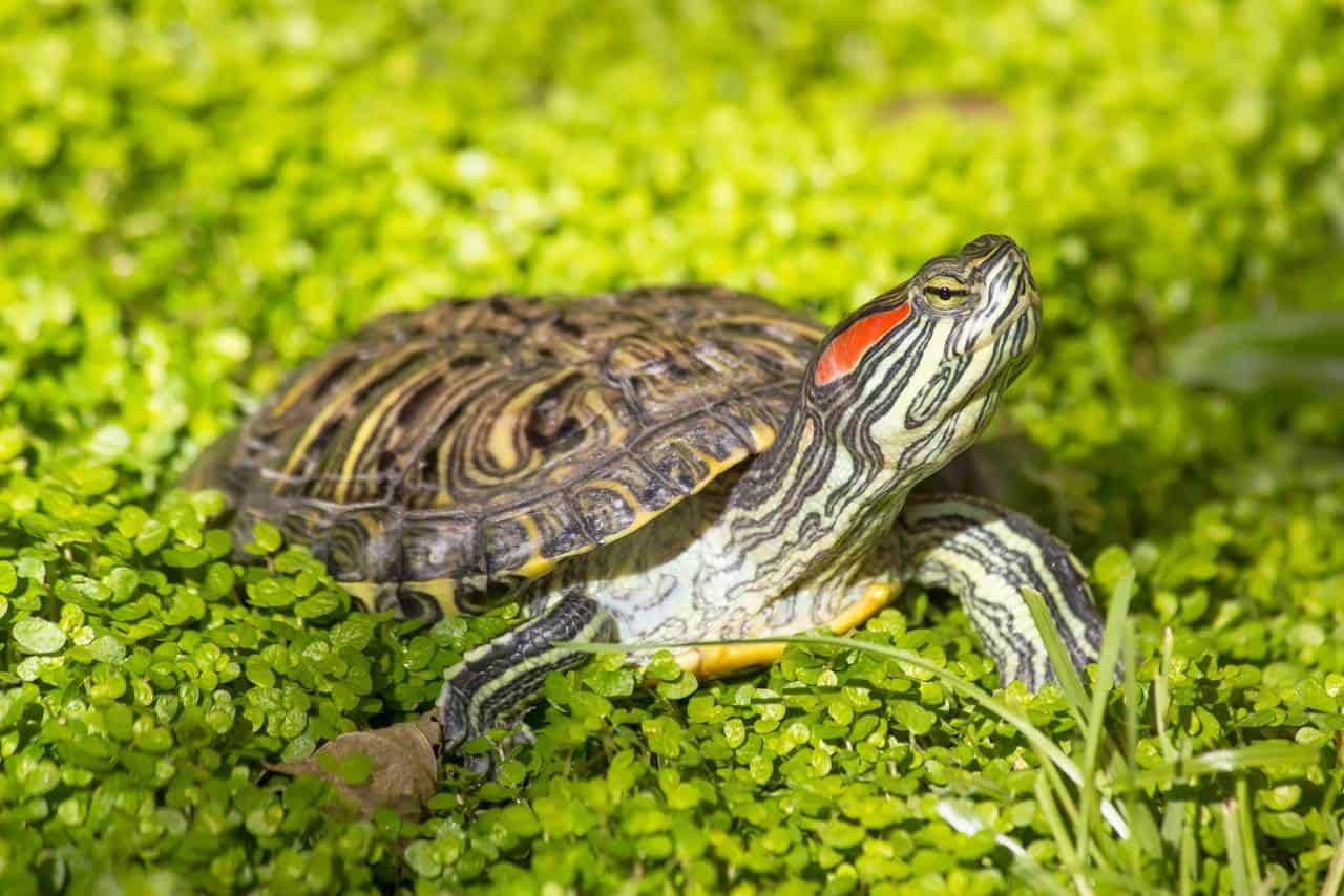 Red-Eared Slider