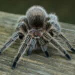 Rose Hair Tarantula