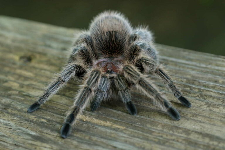 Types of Tarantulas: The 20 Best Tarantulas as Pets - The Pet Savvy