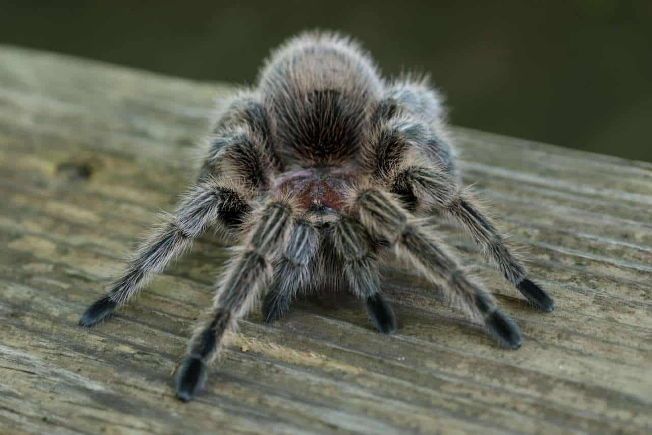 Rose Hair Tarantula