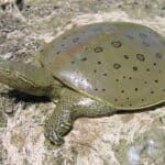 Spiny Softshell Turtle