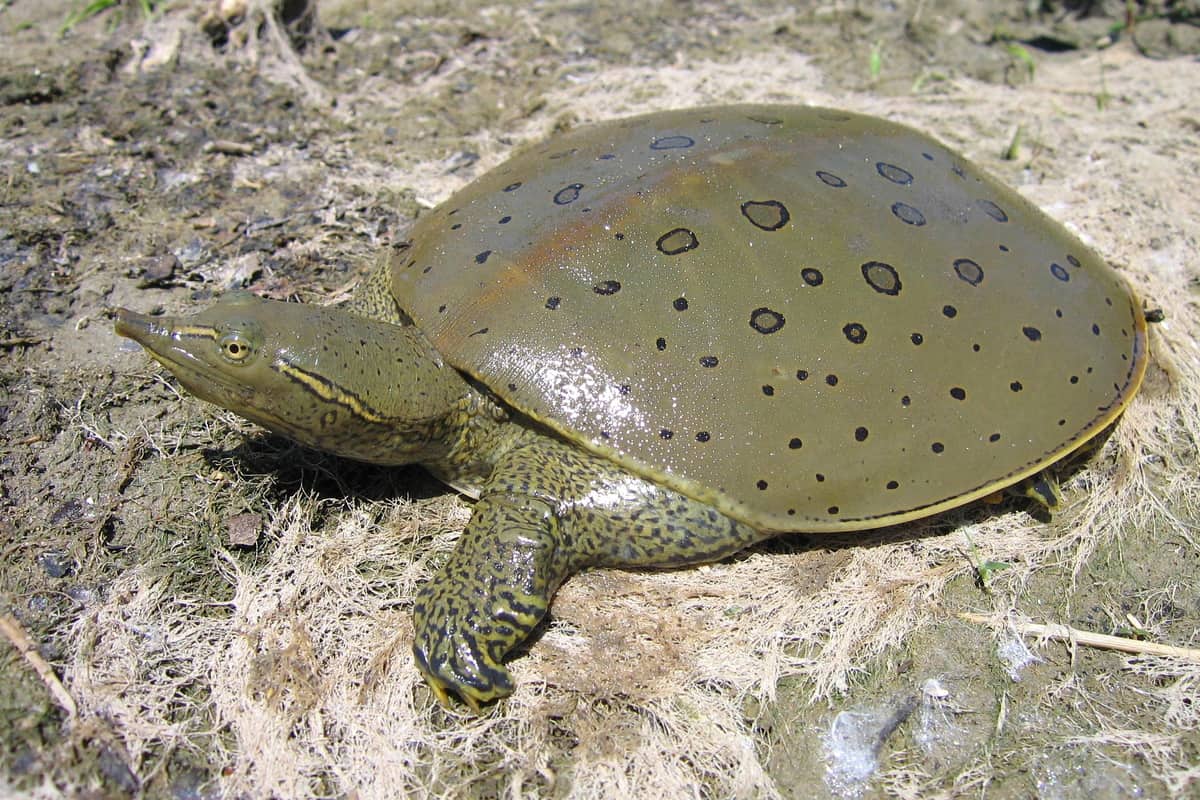 Spiny Softshell Turtle