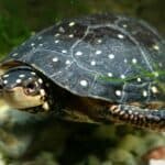 Spotted Turtle