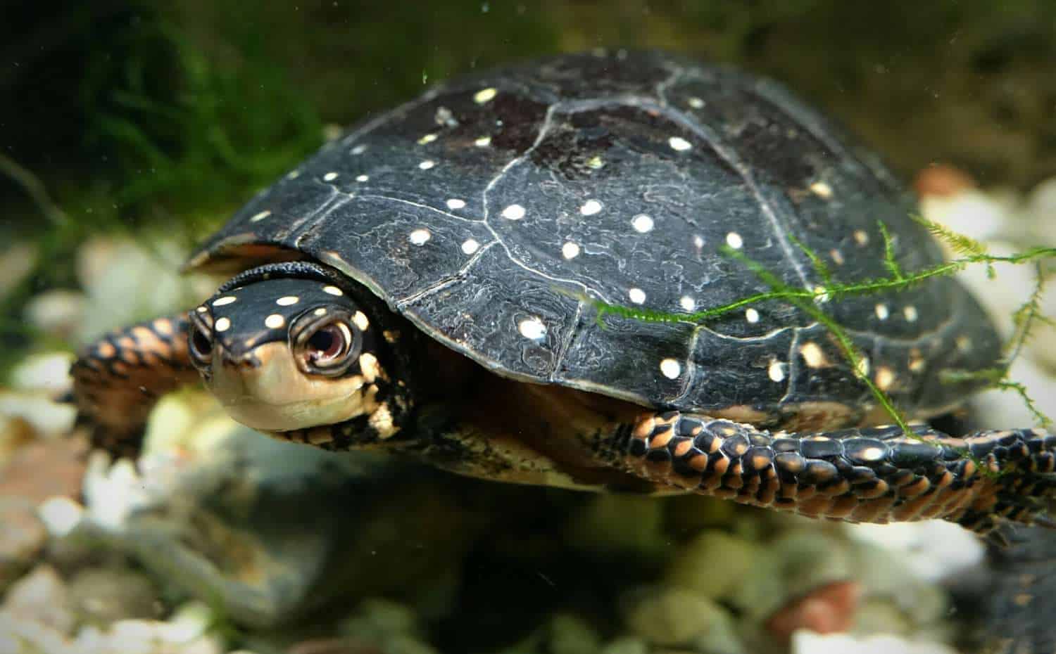 Spotted Turtle