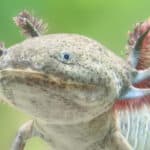 Close-up view of an Axolotl (Ambystoma mexicanum)