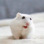 The Appearance of the Albino Hamster