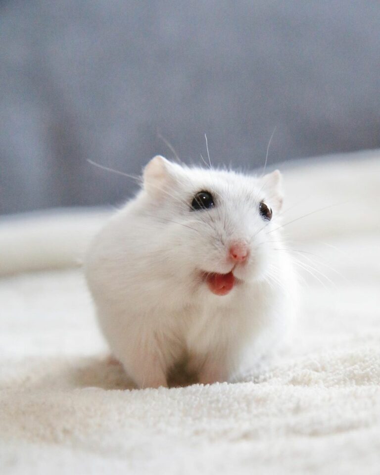 Albino Hamsters Breed Profile, Photos and Care The Pet Savvy