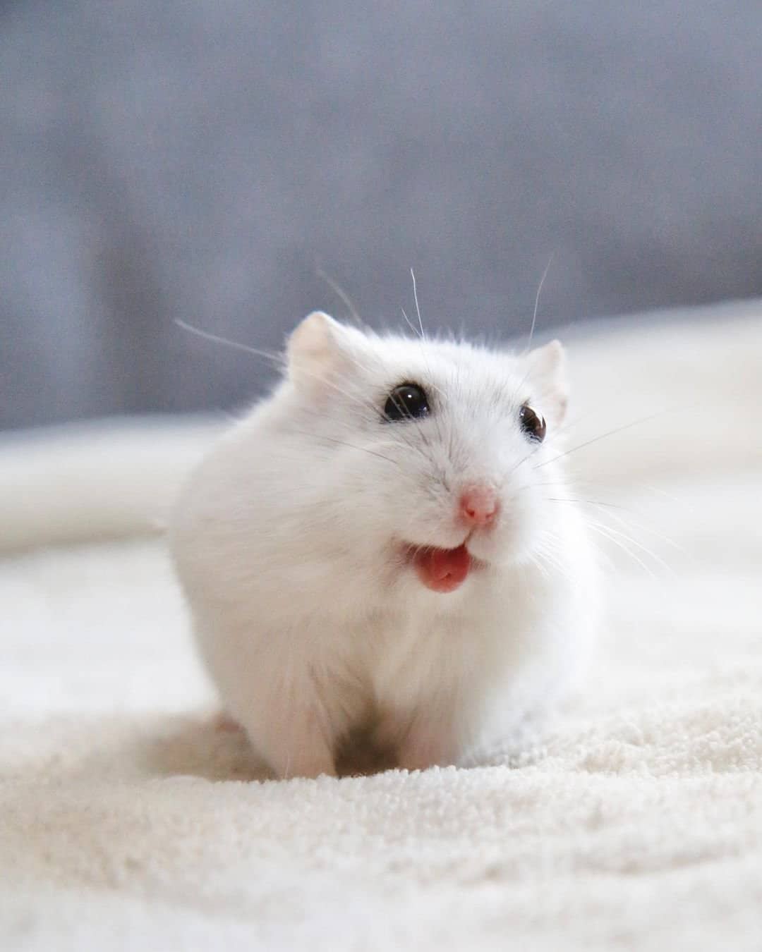 The Appearance of the Albino Hamster