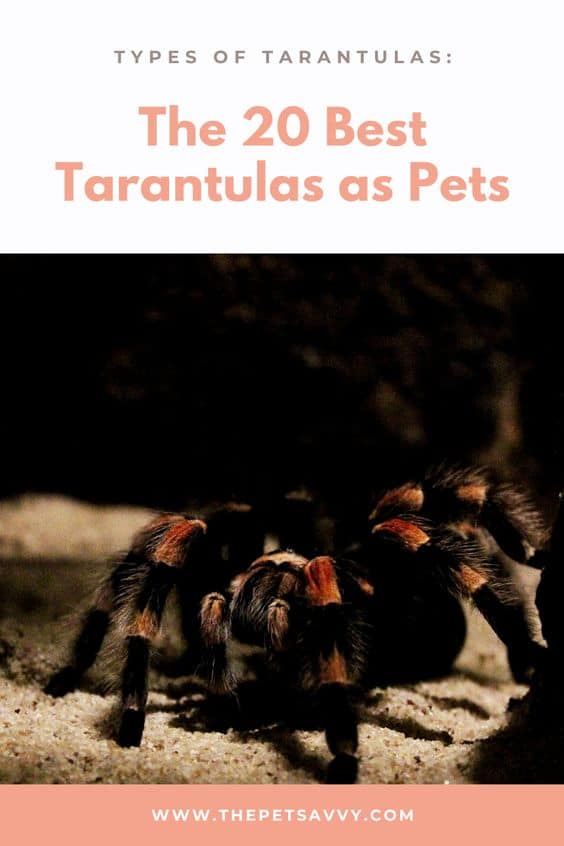 Types of Tarantulas pin