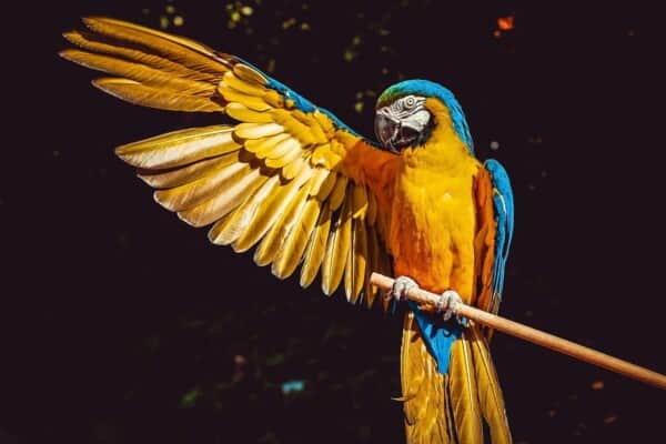 100+ Unique Bird Names with Cool Meanings