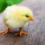 Unique Bird Names – Chick