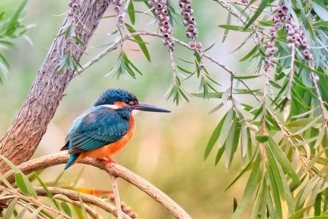 Unique Bird Names – Female