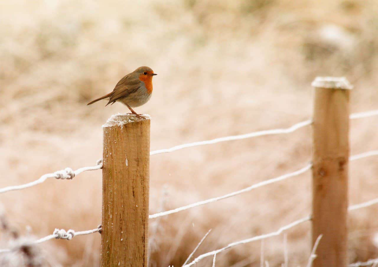 Unique Bird Names – Male