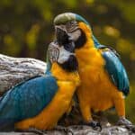 Unique Bird Names – Unisex