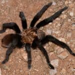 Western Desert Tarantula