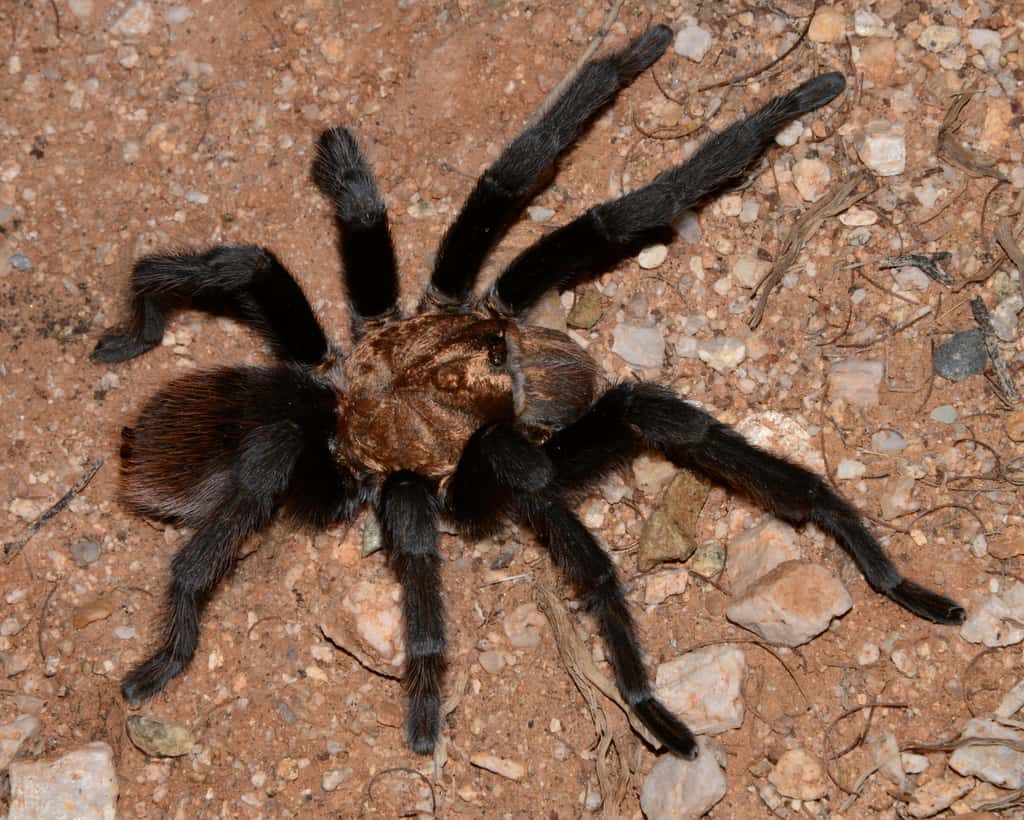 Western Desert Tarantula