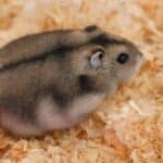 Winter white dwarf hamster