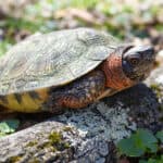 Wood Turtle