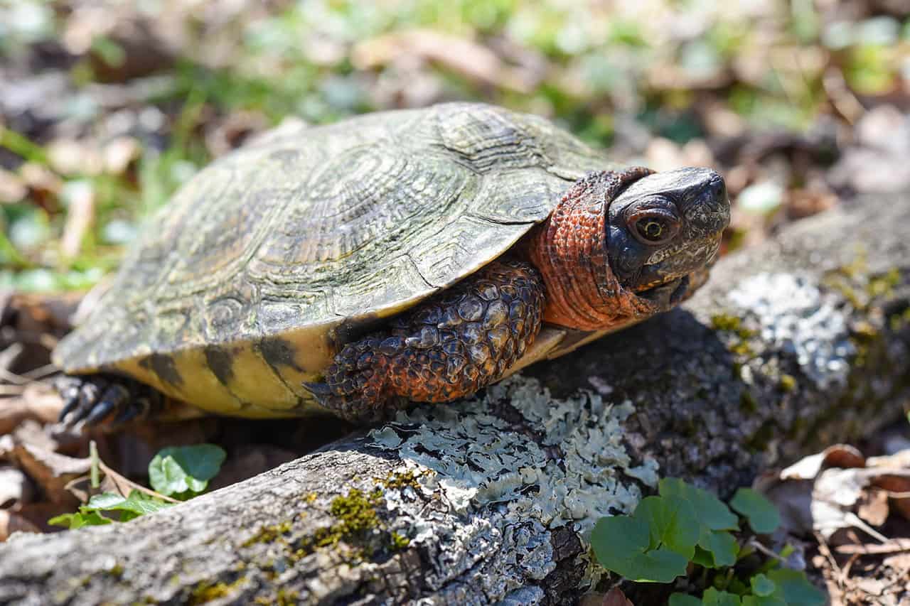 Wood Turtle