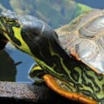 Yellow-Bellied Slider