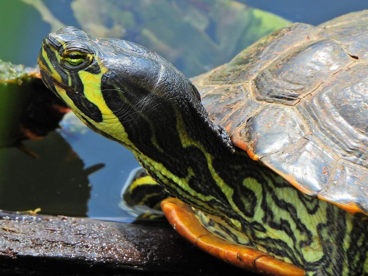 Yellow-Bellied Slider