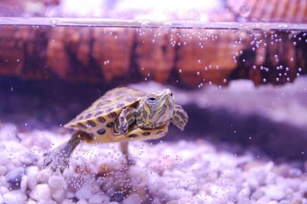 20 Types of Aquatic Turtles for Every Reptile Enthusiast