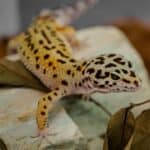 100+ Fun and Unique Gecko Names – Dinosaur names