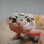 100+ Fun and Unique Gecko Names – Female Gecko