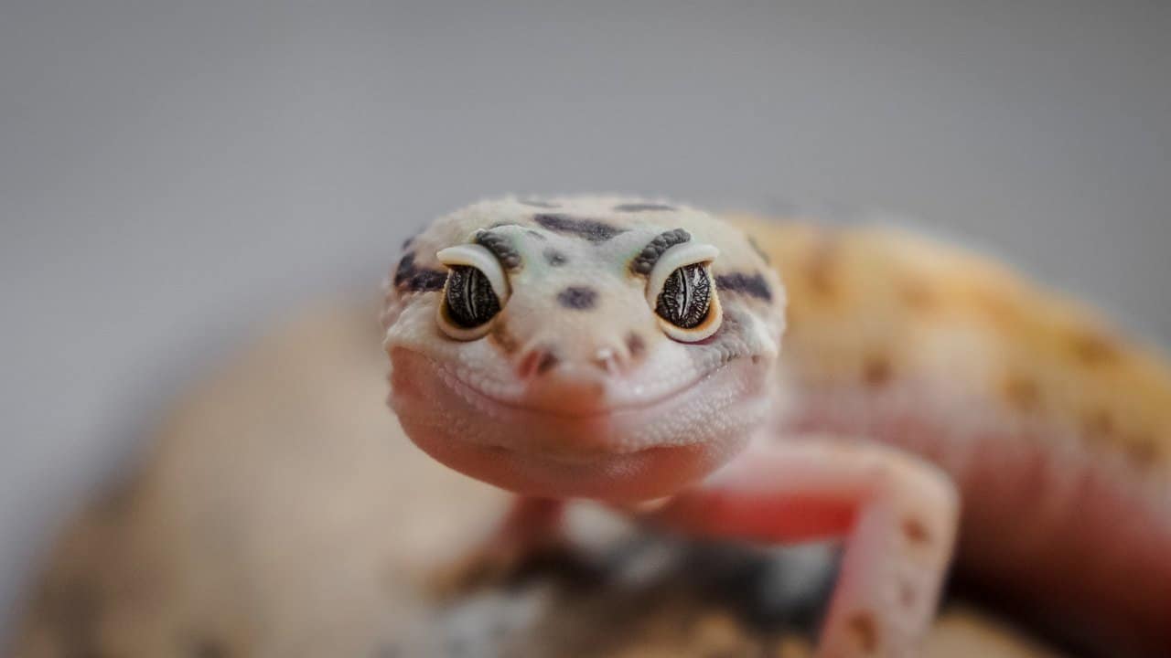 100+ Fun and Unique Gecko Names – Female Gecko