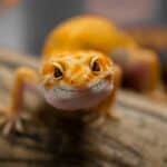100+ Fun and Unique Gecko Names – Female Geckos