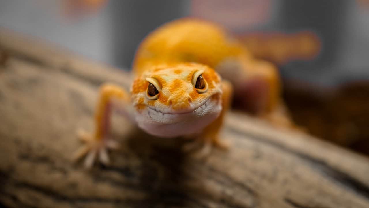 100+ Fun and Unique Gecko Names – Female Geckos