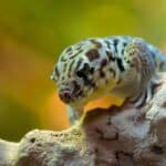 100+ Fun and Unique Gecko Names – Male Gecko