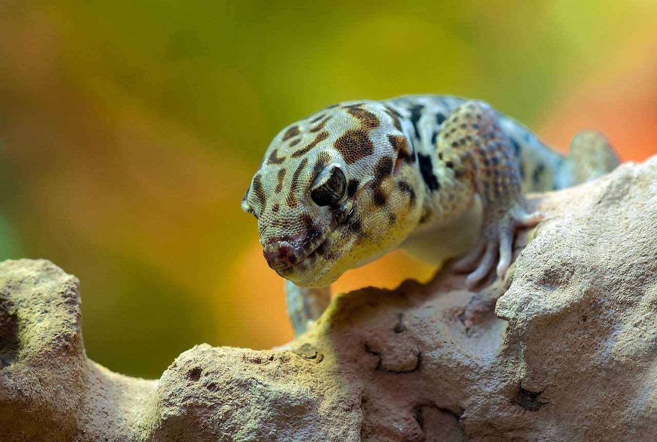 100+ Fun and Unique Gecko Names – Male Gecko