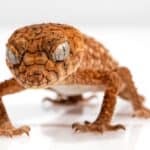 100+ Fun and Unique Gecko Names – Male Geckos