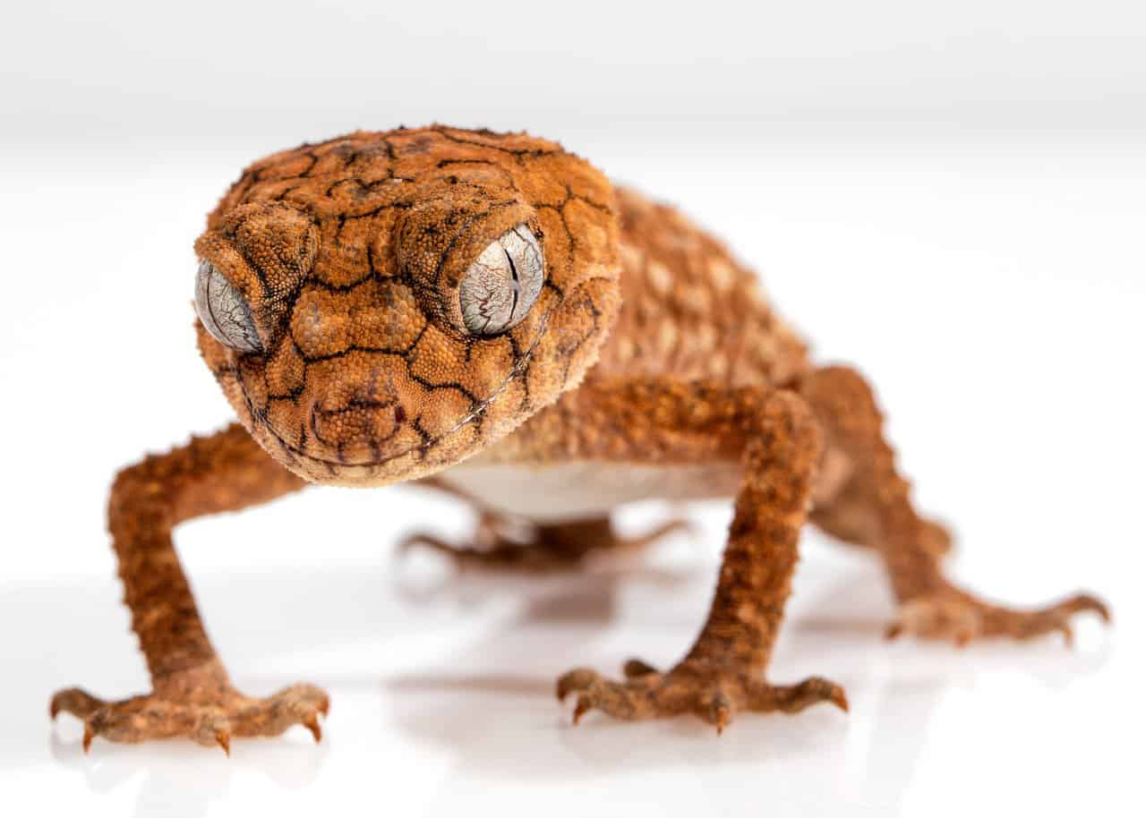 100+ Fun and Unique Gecko Names – Male Geckos