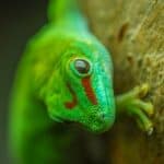 100+ Fun and Unique Gecko Names – Popular Gecko Name