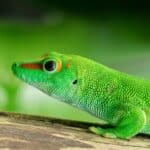 100+ Fun and Unique Gecko Names – Popular Gecko Names
