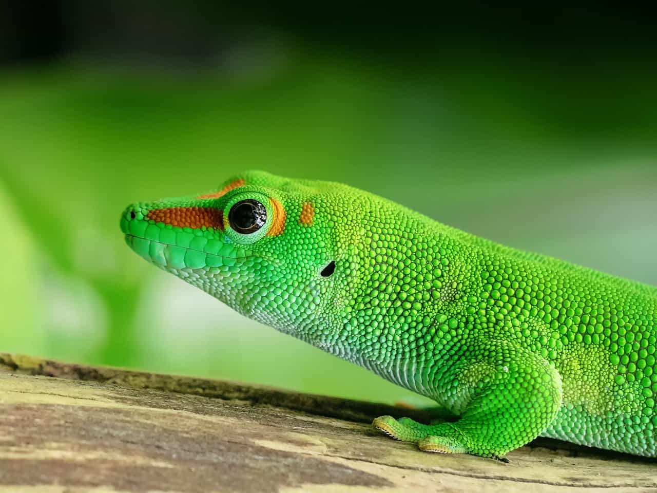 100+ Fun and Unique Gecko Names – Popular Gecko Names