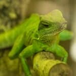 100+ Fun and Unique Gecko Names – Unisex Gecko