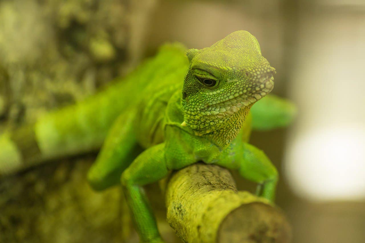 100+ Fun and Unique Gecko Names – Unisex Gecko