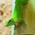 100+ Fun and Unique Gecko Names – Unisex Geckos