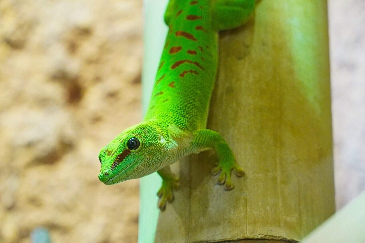 100+ Fun and Unique Gecko Names – Unisex Geckos