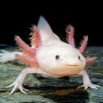 100+ Unique Axolotl Names – Funny