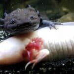 100+ Unique Axolotl Names – Funny names