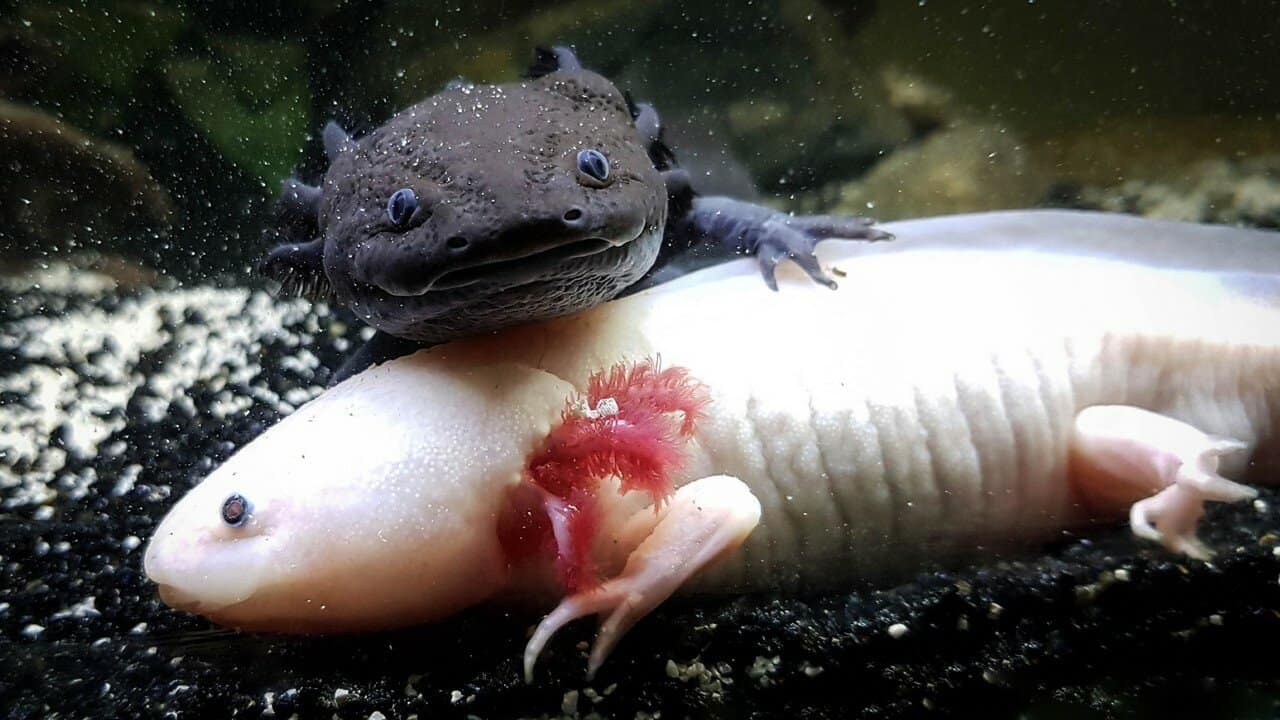 100+ Unique Axolotl Names – Funny names